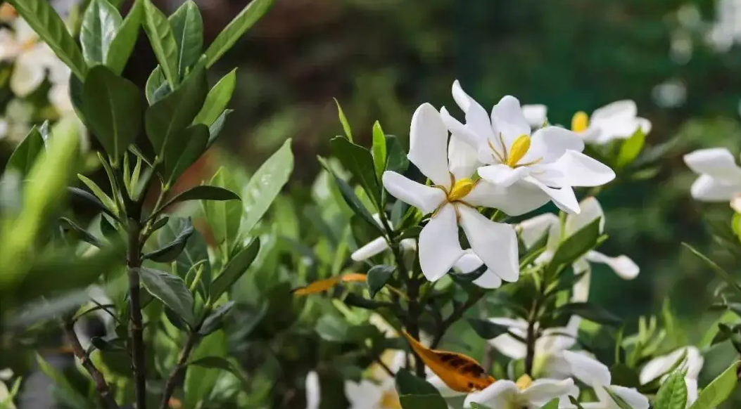 “朐陽梔子花”獲批國家級商標(biāo)！